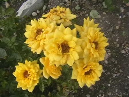 Rosa yelow